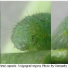 pier rapae larva5 volg3